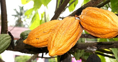 Formulation of the Responsible Cacao Sourcing Policy
