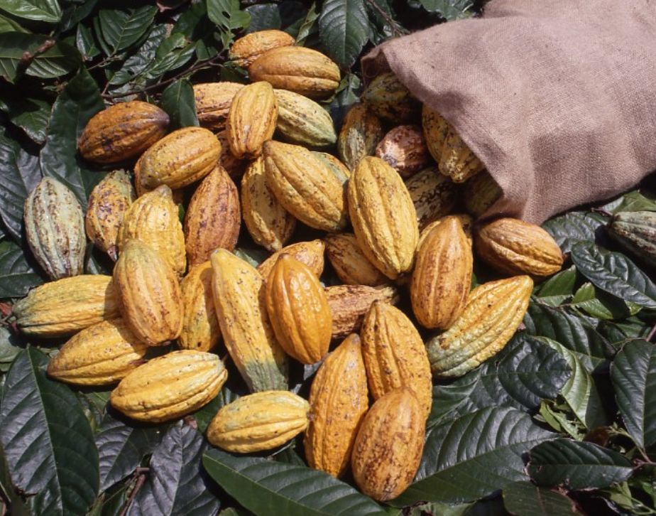 Types and origins of cocoa beans